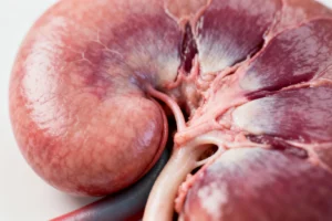 Breakthrough: Scientists Create 'Universal' Kidney To Match Any Blood Type - Professional coverage