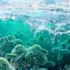 Unseen Arctic Nitrogen Fixers Emerge as Sea Ice Retreats