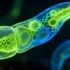 Flatworm Regeneration Research Overturns Fundamental Stem Cell Concepts