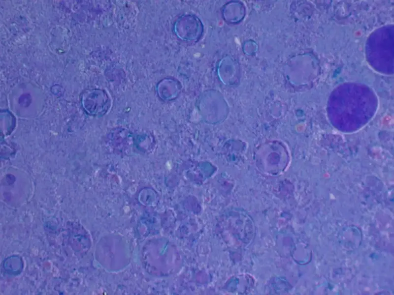 Scientists Boost Ocean Aerosol Tracking With Multi-Angle Polarimetry - Professional coverage