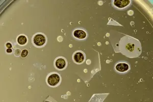 A Swedish company is solving the worst PFAS waste problem - Professional coverage